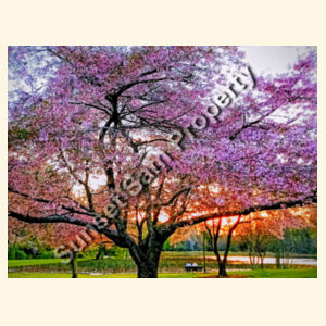 Cherry blossom peace - AS Colour Parcel Tote Design