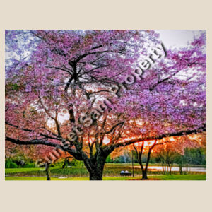 Cherry blossom peace - Super Tote Bag - Thread Project Design