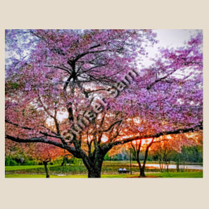 Cherry blossom peace - Calico Tote Bag - Thread Project Design