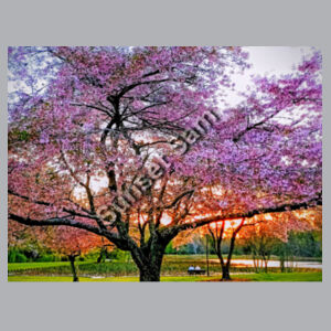 Cherry blossom peace - AS Colour Womens Relax Zip Hoodie Design