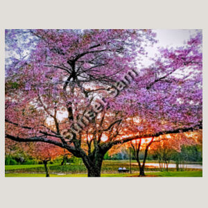 Cherry blossom peace - AS Colour Womens Relax Faded Hood Design