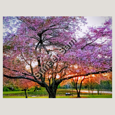 Cherry blossom peace - AS Colour Womens Relax Faded Hood Design
