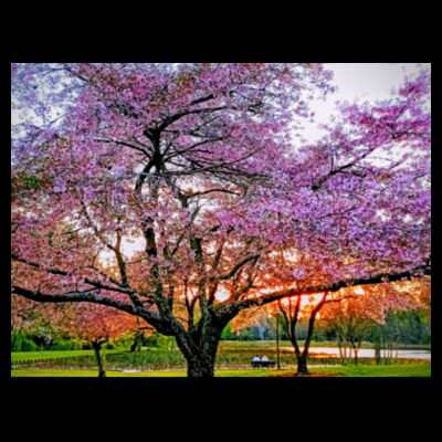 Cherry blossom peace - AS Colour Womens Stencil Hood Design