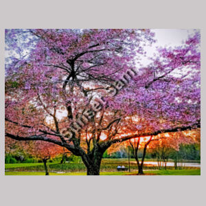 Cherry blossom peace - AS Colour Womens Supply Hood Design