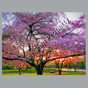 Cherry blossom peace - C-Force Mens Egmont Hoodie Design