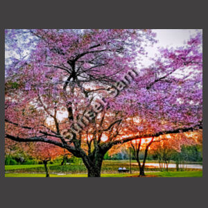 Cherry blossom peace - AS Colour Mens Staple Faded Tee Design