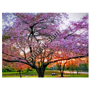 Cherry blossom peace - AS Colour Mens Heavy Tee Design