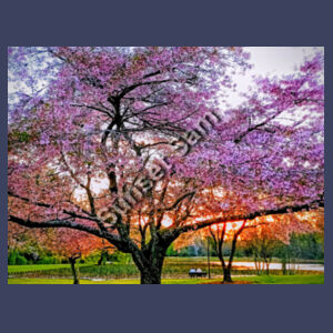 Cherry blossom peace - AS Colour Mens Stone Wash Staple Design