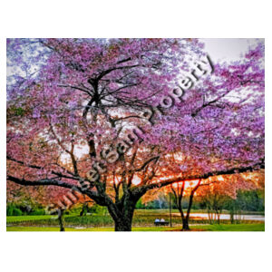 Cherry blossom peace - AS Colour Mens Staple Ringer Tee Design
