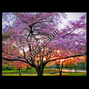 Cherry blossom peace - Cloke Mens Outline Tee Design