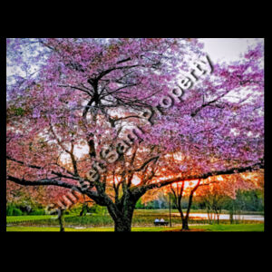Cherry blossom peace - C-Force Mens Icon Tee Design