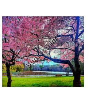 Cherry Lake, front - AS Colour Womens Ringer Tee Design