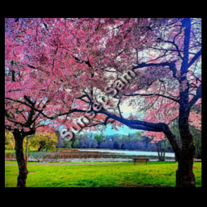 Cherry blossom Lake, Back picture - AS Colour Mens Staple Minus Tee Design