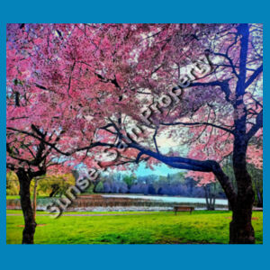 Cherry blossom Lake, Back picture - C-Force Mens Icon Tee Design