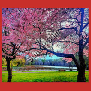 Cherry blossom Lake, Back picture - Gildan Mens Softstyle T-Shirt Design