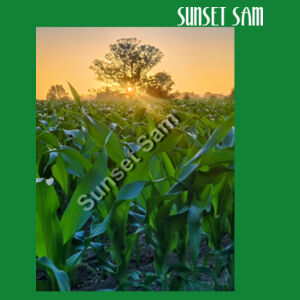 Cornfield Sunset - Cloke Womens Silhouette Tee V2 Design