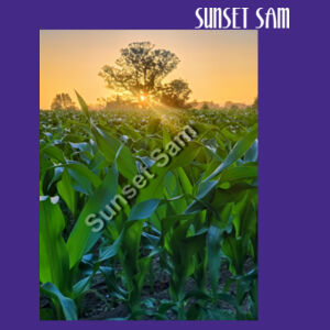 Cornfield Sunset - Cloke Womens Silhouette Tee Design