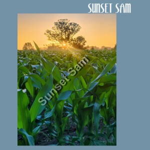 Cornfield Sunset - AS Colour Denim Carrie Tote Design