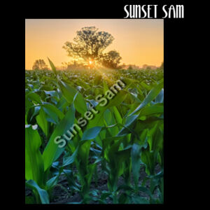 Cornfield Sunset - AS Colour Shoulder Tote Design