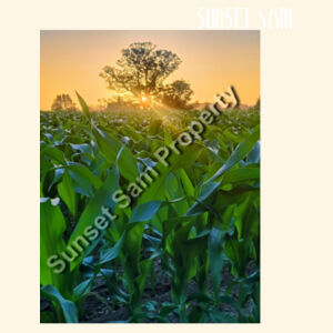 Cornfield Sunset - AS Colour Parcel Tote Design