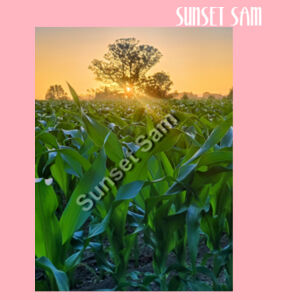 Cornfield Sunset - AS Colour Carrie Tote Bag  Design