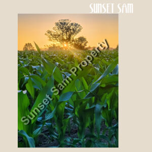 Cornfield Sunset - Heavy Duty Canvas Tote with Gusset  Design