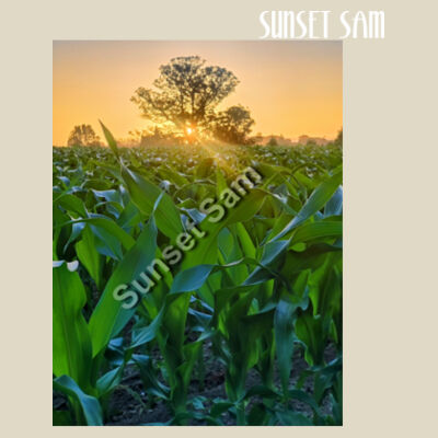 Cornfield Sunset - Heavy Duty Canvas Tote with Gusset  Design