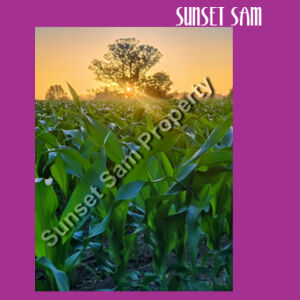 Cornfield Sunset - Tote Bag Design