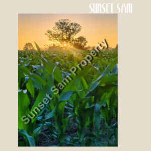 Cornfield Sunset - Super Tote Bag - Thread Project Design