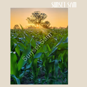 Cornfield Sunset - Calico Tote Bag - Thread Project Design