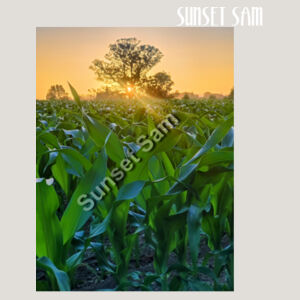 Cornfield Sunset - AS Colour Womens Relax Faded Hood Design