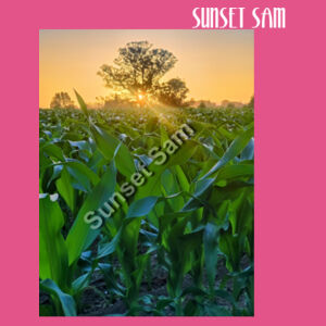 Cornfield Sunset - AS Colour Womens Relax Hood Design