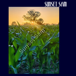 Cornfield Sunset - AS Colour Womens Stencil Hood Design