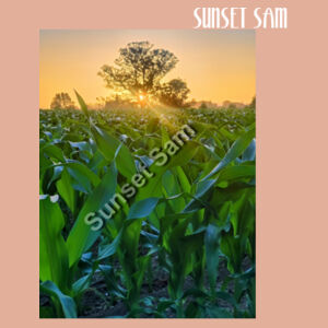 Cornfield Sunset - AS Colour Womens Premium Hood Design