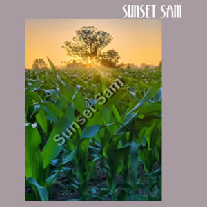 Cornfield Sunset - AS Colour Women's Relax Crew Design