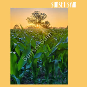 Cornfield Sunset - AS Colour Womens Classic Tee Design