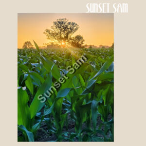 Cornfield Sunset - AS Colour Womens Maple Organic Tee Design