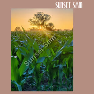 Cornfield Sunset - AS Colour Womens Martina Tee Design