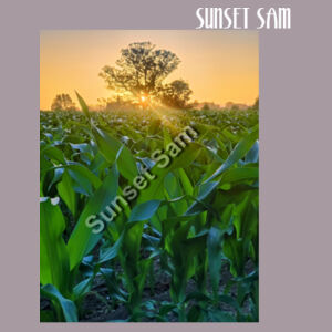 Cornfield Sunset - AS Colour Womens Martina Crop Tee Design
