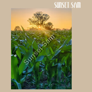 Cornfield Sunset - AS Colour Womens Maple Curve Tee Design