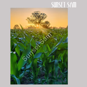 Cornfield Sunset - AS Colour Womens Supply Hood Design