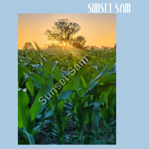 Cornfield Sunset - Cloke Women's Standard Crew Neck Sweat Design