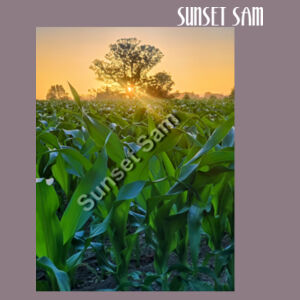 Cornfield Sunset - AS Colour Womens Premium Crew Design