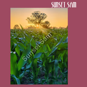 Cornfield Sunset - AS Colour Womens Maple Tee Design