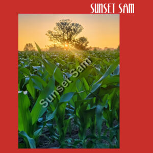 Cornfield Sunset - Thread Project Unisex Epic Tee Design