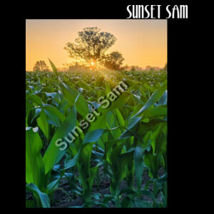 Cornfield Sunset - Thread Project Unisex Summer Tee Design