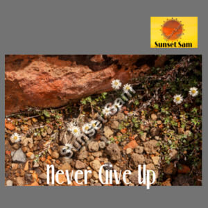 Flowers in the Rocks, Never give up - Cloke Womens Origin Hoodie Design
