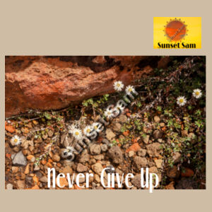 Flowers in the Rocks, Never give up - AS Colour Women's Relax Crop Crew Design