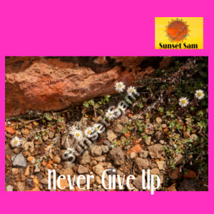 Flowers in the Rocks, Never give up - JB's Ladies Tee Design
