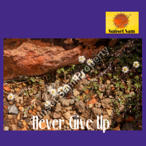 Flowers in the Rocks, Never give up - Biz Collection Ladies Ice Tee Design